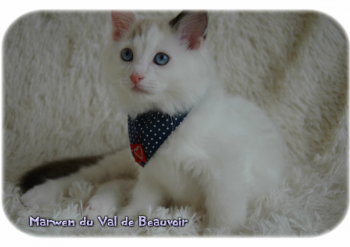 mâle seal bicolour - Chatterie Ragdolls du Val de Beauvoir